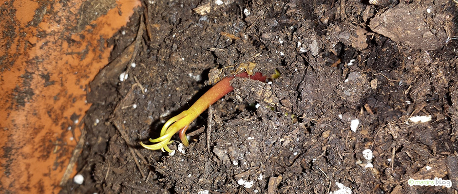 Mangopflänzchen Mangopflänzchen