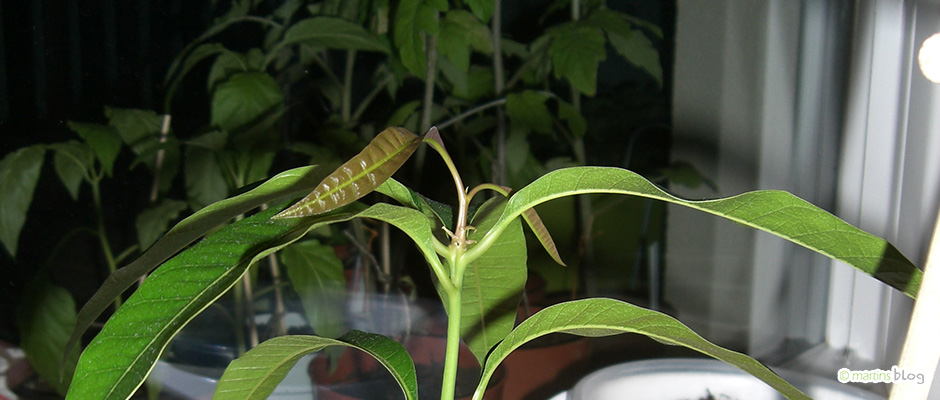 Mango Baustufe 2 Mango Baustufe 2