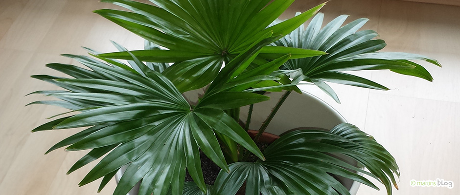 Palme im Juni Palme im Juni