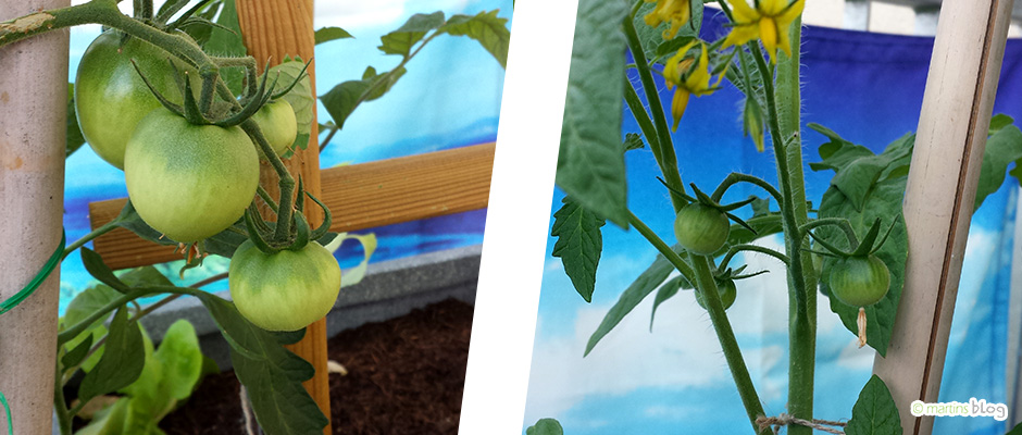 Tomatenpflanzen
