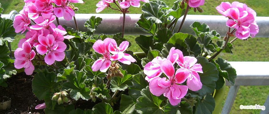 Pelargonien Pelargonien