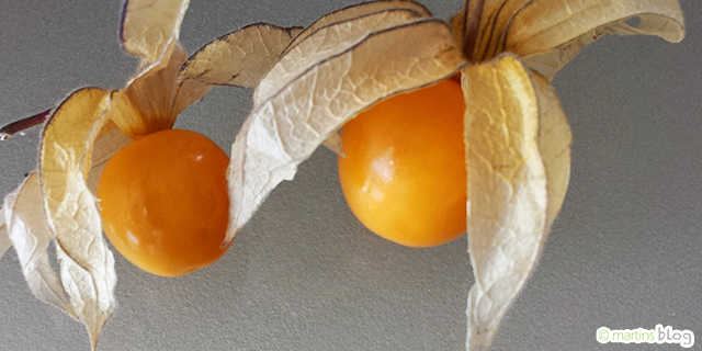 Physalis Physalis