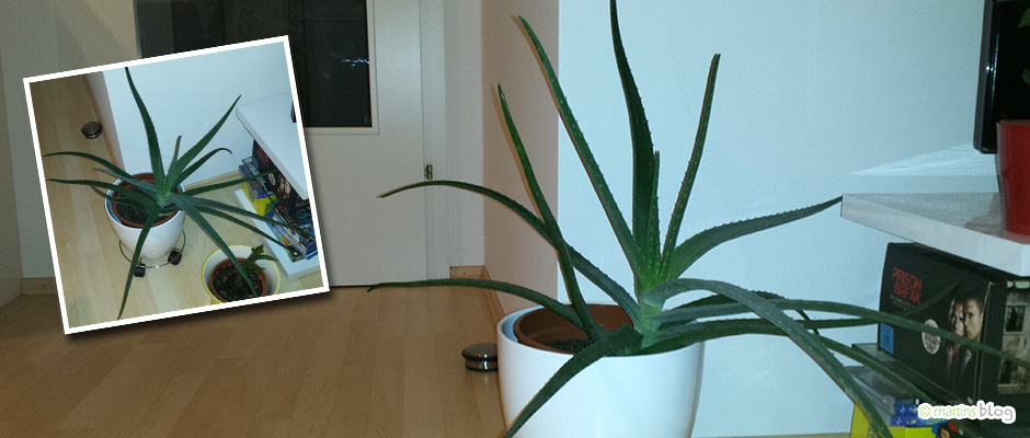 Aloe Vera Wohnzimmer Aloe Vera