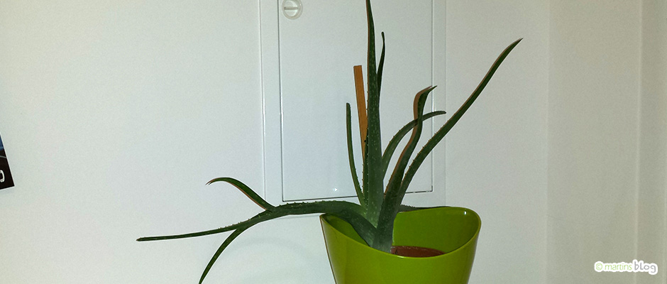 Aloe Vera Gang Aloe Vera