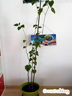 Physalis Physalis