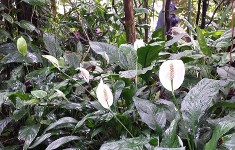 Einblatt im Palmenhaus