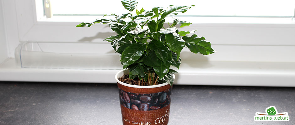 Kaffeepflanzen im Topf