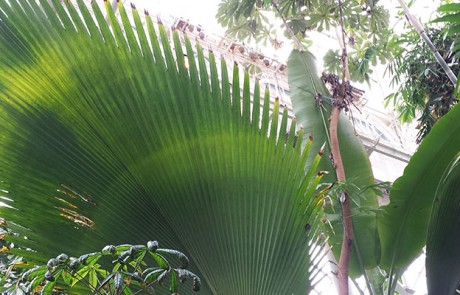 Palme