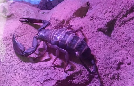 Skorpion im Wüstenhaus