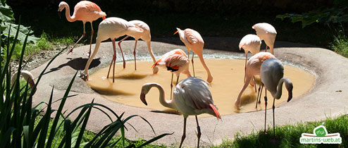 Flamingos