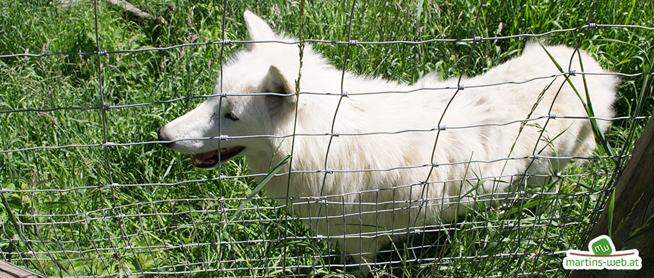 Der wilde Berg - Polarwolf